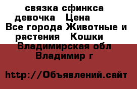 связка сфинкса. девочка › Цена ­ 500 - Все города Животные и растения » Кошки   . Владимирская обл.,Владимир г.